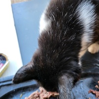 photo de livraison pour Chat de Gout'hier sans Toit
