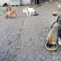 photo de livraison pour Serbian Society for the Protection of Animals - SSPA