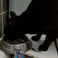 photo de livraison pour La Compagnie des Chats bleus
