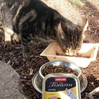 photo de livraison pour Les Chats-Pitresdelavi-Ste