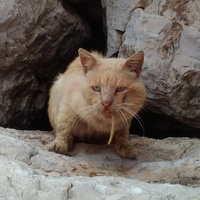 photo de livraison pour Protect Cat