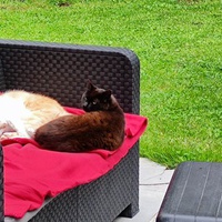 photo de livraison pour Patounes de Chats