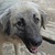 photo animal