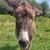 photo animal