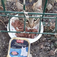 photo de livraison pour Les Chats-Pitresdelavi-Ste
