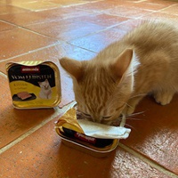 photo de livraison pour Les Chats libres de Fleurance
