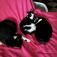 photo de livraison pour Association C.A.T.S. Chat Animal Terrien Solidarité