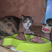 photo de livraison pour Paroles de Chats