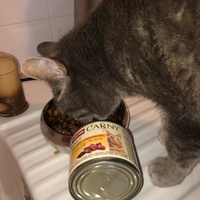 photo de livraison pour L'Arche des Amis à pattes