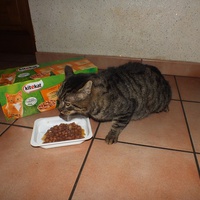 photo de livraison pour Jardin des Chats