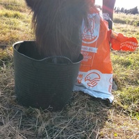 photo de livraison pour Happy Horse Day