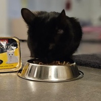 photo de livraison pour Le Gang des Matous