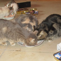 photo de livraison pour Jardin des Chats