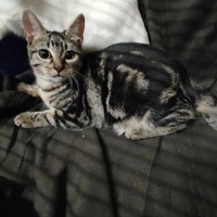 photo de livraison pour Les Chats de la Rue