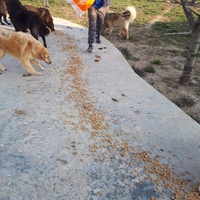 photo de livraison pour Asociatia Simba's Friends