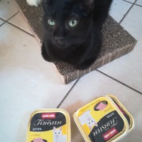 photo de livraison pour Les Chats libres de Calvisson