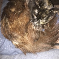 photo de livraison pour Refuge du Poil à la Plume