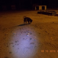 photo de livraison pour Pro Animals Finland ry