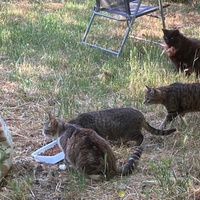 photo de livraison pour Ecole du Chat des Alpilles