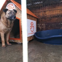 photo de livraison pour Refuge pour chiens de Baia Mare