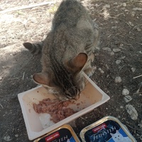 photo de livraison pour Les Chats-Pitresdelavi-Ste