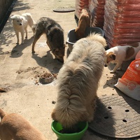 photo de livraison pour Saving Orphaned Souls Sheila's Animal Rescue Mission