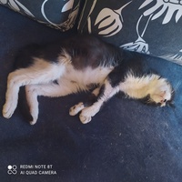 photo de livraison pour Protect Cat