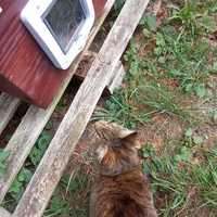 photo de livraison pour Chats Oubliés