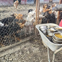 photo de livraison pour Svetlana Bjelogrlic