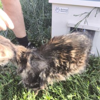photo de livraison pour Chats Libres de Béziers