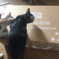 photo de livraison pour Les Chats de Condom 32