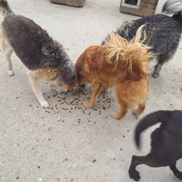 photo de livraison pour Nobody's Dog France