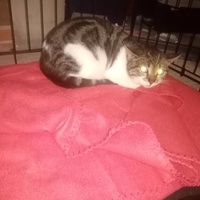 photo de livraison pour A Pas De Chats
