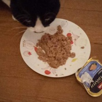 photo de livraison pour Hungry Cats14