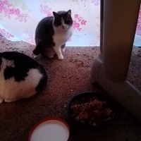 photo de livraison pour Chat de Gout'hier sans Toit