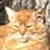 photo animal