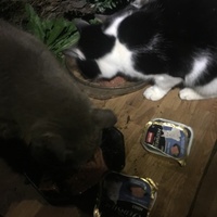 photo de livraison pour Félin Pour L’Hôte