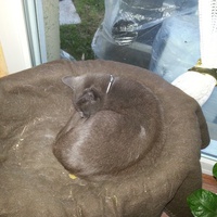 photo de livraison pour Ecole du Chat de Valmont