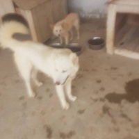 photo de livraison pour SOS Animaux Tunisie
