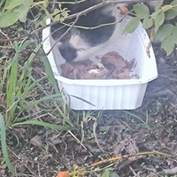 photo de livraison pour Trois P'tits Chats