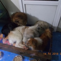 photo de livraison pour Pro Animals Finland ry