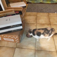 photo de livraison pour Le Souffle de Bastet