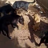 photo de livraison pour Comme Chiens et Chats Maroc
