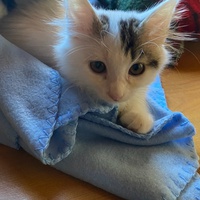 photo de livraison pour Bien vivre avec les Chats Sallélois