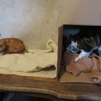 photo de livraison pour Vallée des Chats