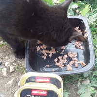 photo de livraison pour Les Chats-Pitresdelavi-Ste