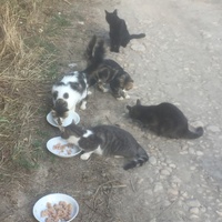 photo de livraison pour Ecole du Chat des Alpilles