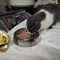 photo de livraison pour Les Chats de la Rue