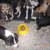 photo de livraison pour Pro Animals Finland ry