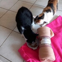 photo de livraison pour Chiens, Chats et Cie